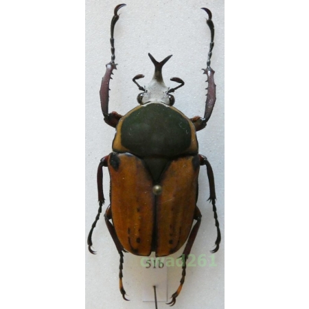 Megalorrhina harrisi peregrina f.pallescens male +40mm Tanzania51b